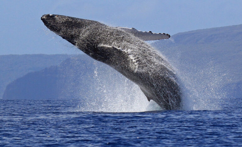 Whale-Watching Excursions Near Rio de Janeiro Captivate Tourists