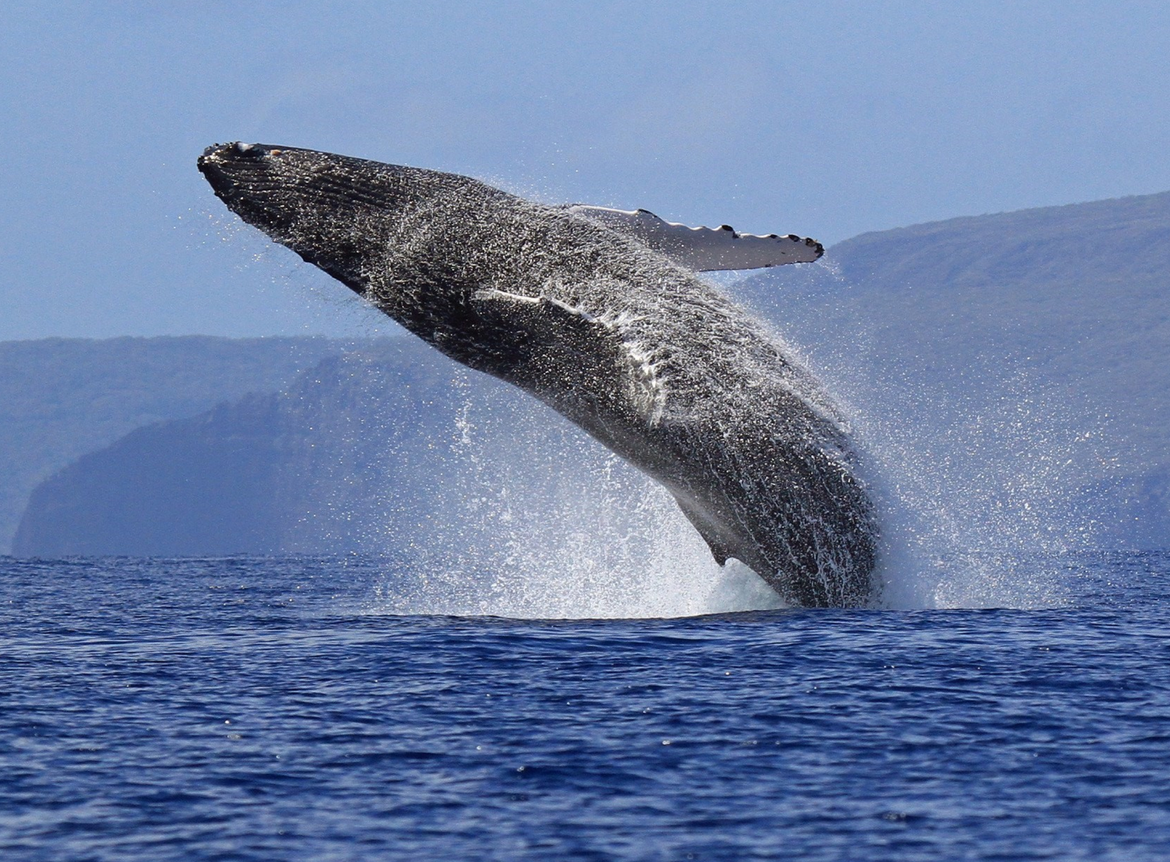 Whale-Watching Excursions Near Rio de Janeiro Captivate Tourists